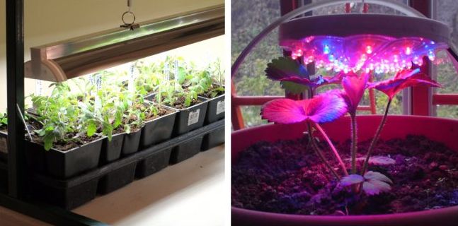 Светильники для рассады