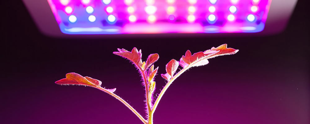 Лампа для рассады Лампа для рассады