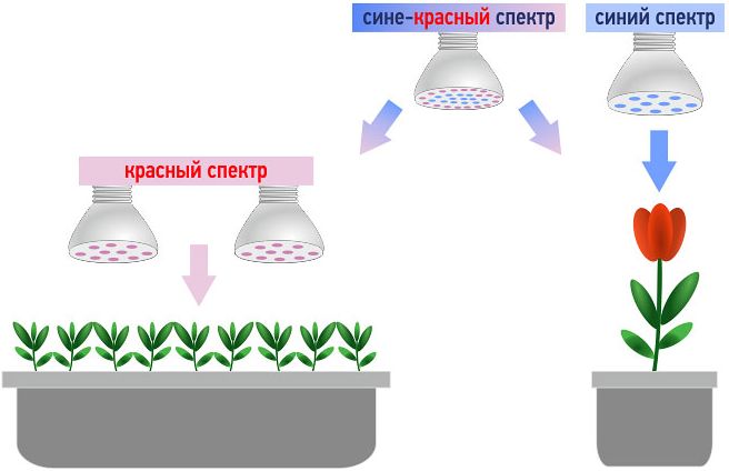Влияние различных спектров на рассаду Влияние различных спектров на рассаду