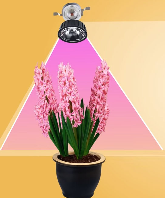 Угол рассеивания света фитолампы Угол рассеивания света фитолампы