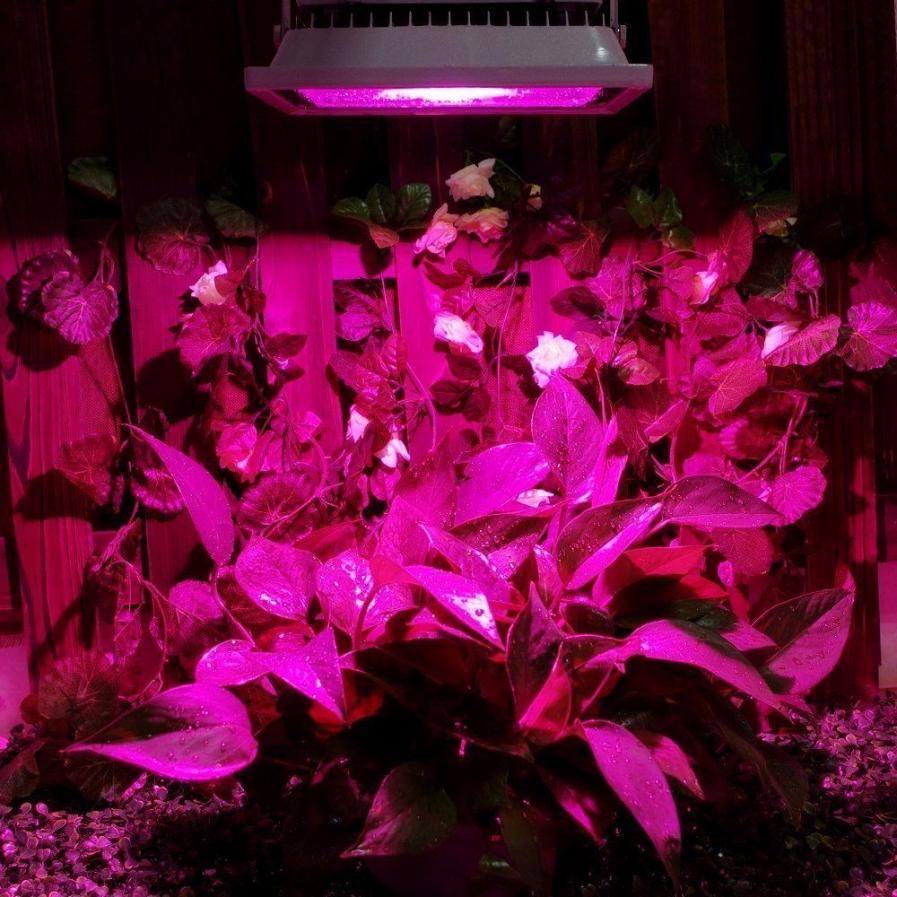 Фито светильник для дома