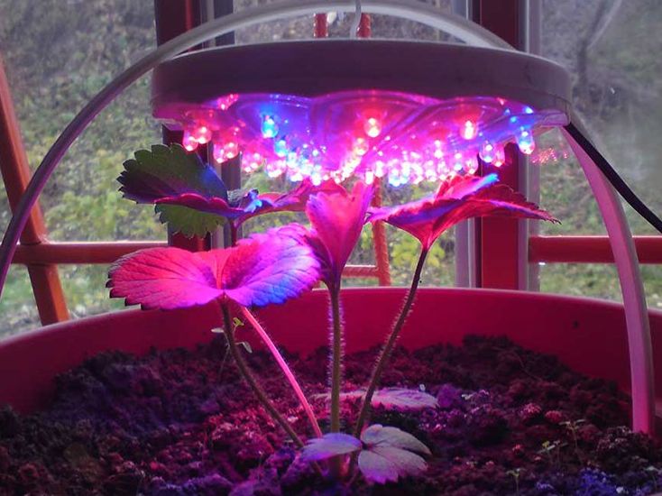 Светодиодный фито светильник