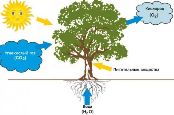 Что такое спектр света для растений