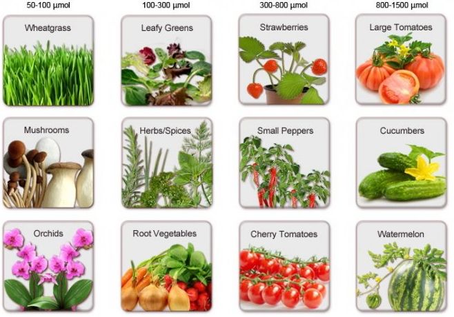 Свет для роста растений