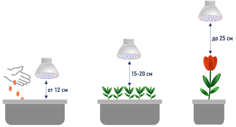Освещение для рассады Освещение для рассады
