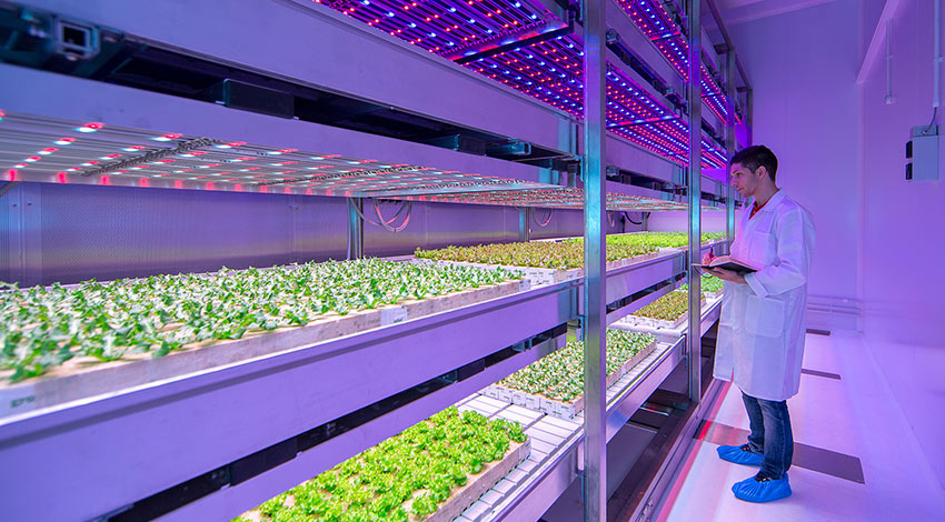 Светильники для рассады