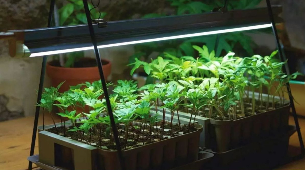 Светильник для роста зелени