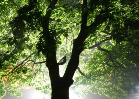 Подсветка деревьев с тыльной стороны