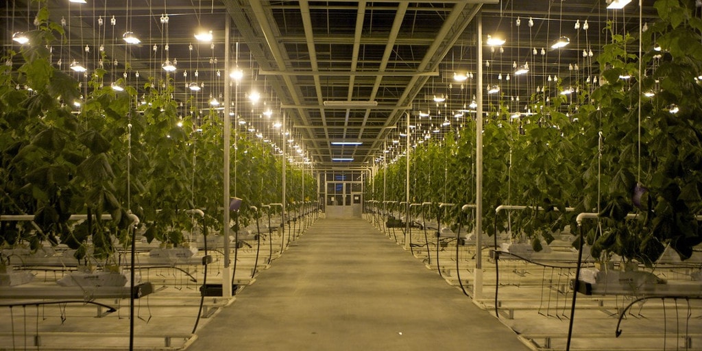 Фитолампы для роста растений