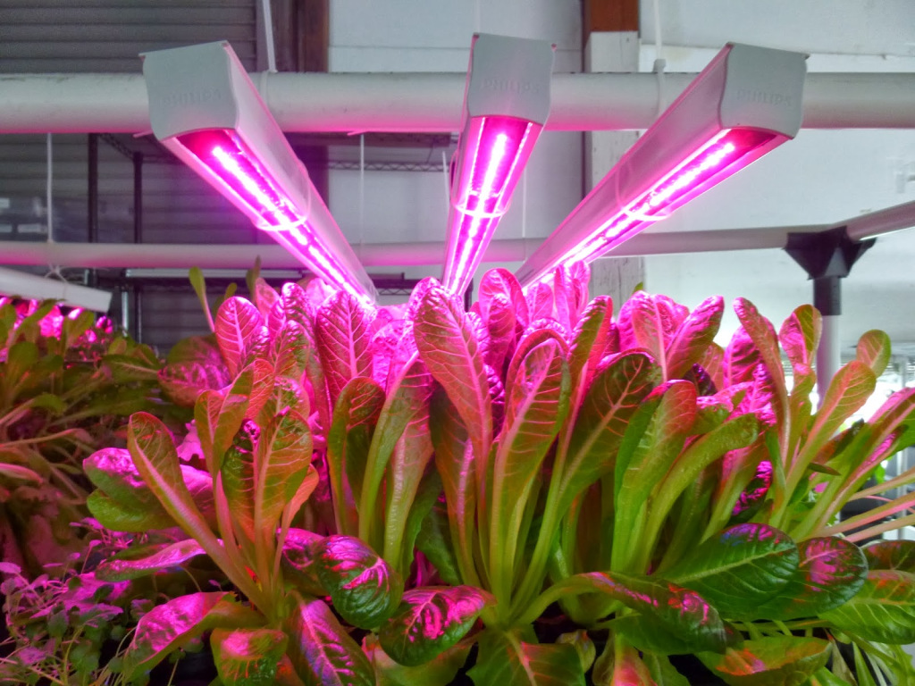 Светильники для растений