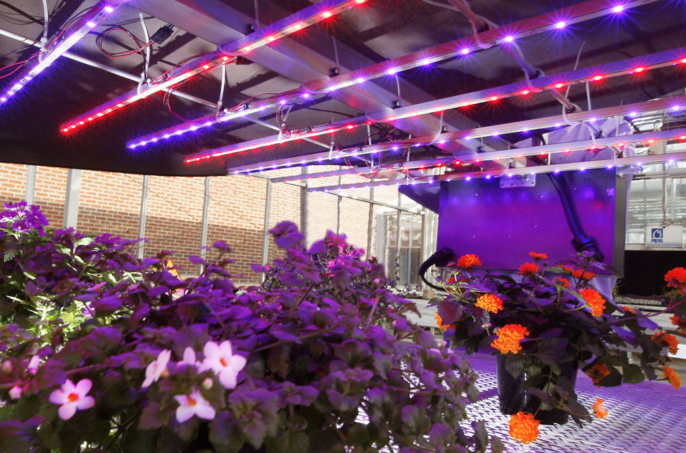 Светильники для растений