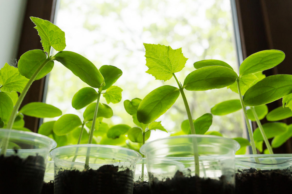 Освещение рассады Освещение рассады