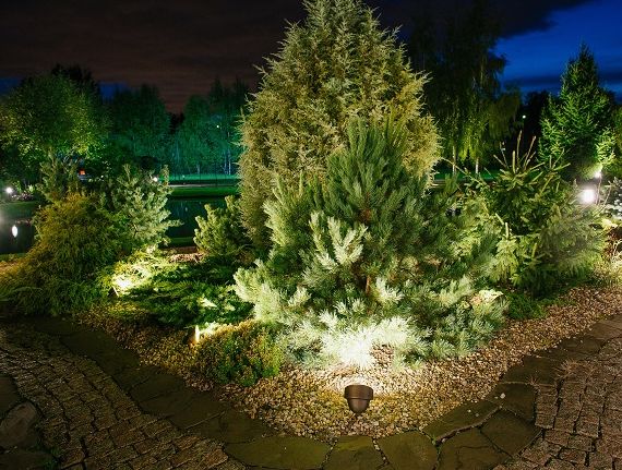 Подсветка деревьев прожектором Подсветка деревьев прожектором