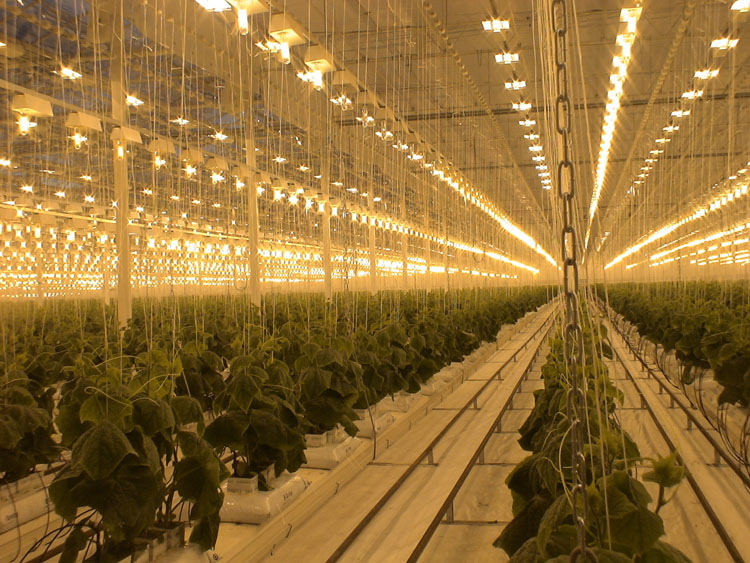 Фитосветильники