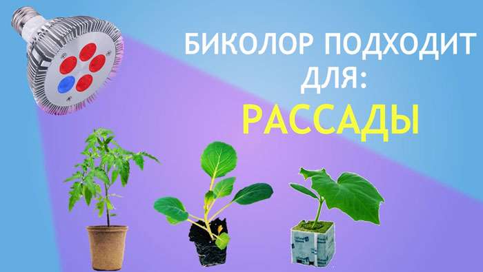 Лампа для рассады Лампа для рассады