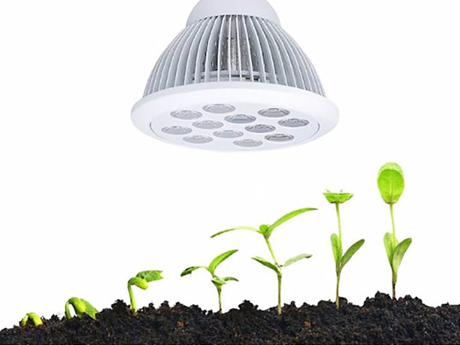 Освещение рассады Освещение рассады