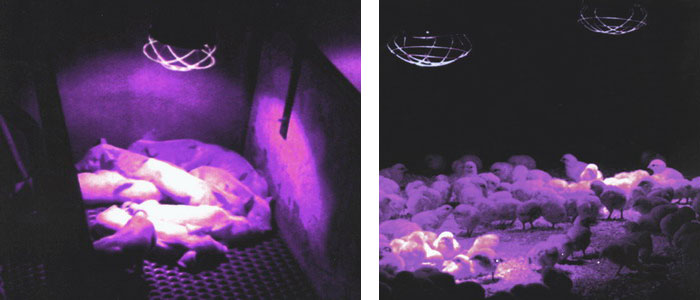 Ультрафиолет для выращивания Ультрафиолет для выращивания